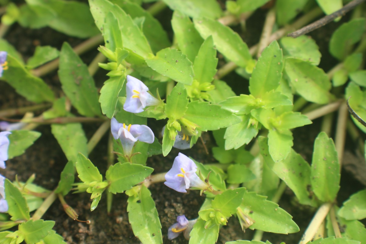 Bonnaya antipoda (L.) Druce
